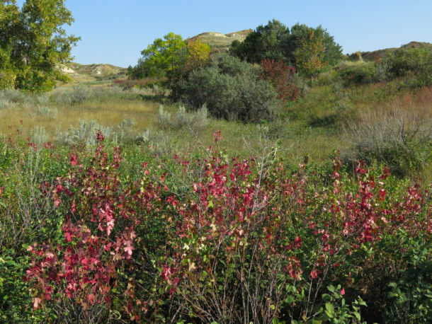 Theodore Roosevelt National Park, Theodore Roosevelt National Park: Northern Exploresure Part 3