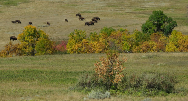 Theodore Roosevelt National Park, Theodore Roosevelt National Park: Northern Exploresure Part 3