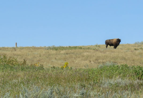 Theodore Roosevelt National Park, Theodore Roosevelt National Park: Northern Exploresure Part 3