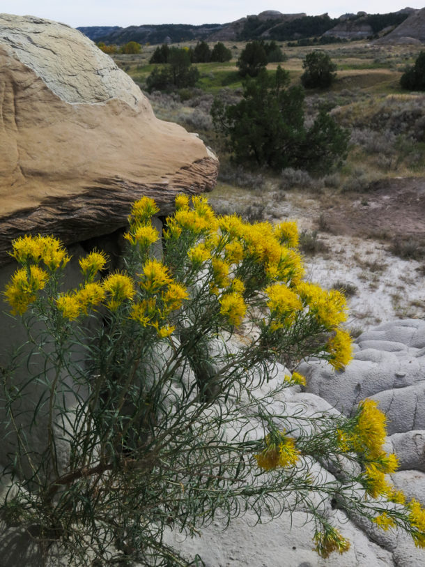 Theodore Roosevelt National Park, Theodore Roosevelt National Park: Northern Exploresure Part 3