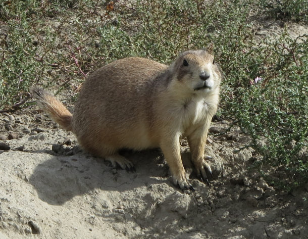 Theodore Roosevelt National Park, Theodore Roosevelt National Park: Northern Exploresure Part 3