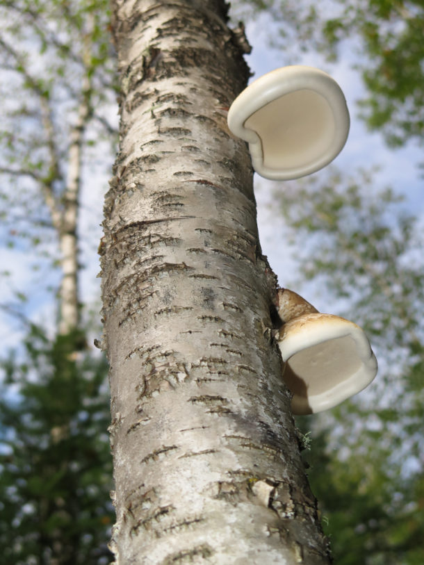 Voyageurs National Park, Voyageurs National Park: Northern Exploresure-Part 2