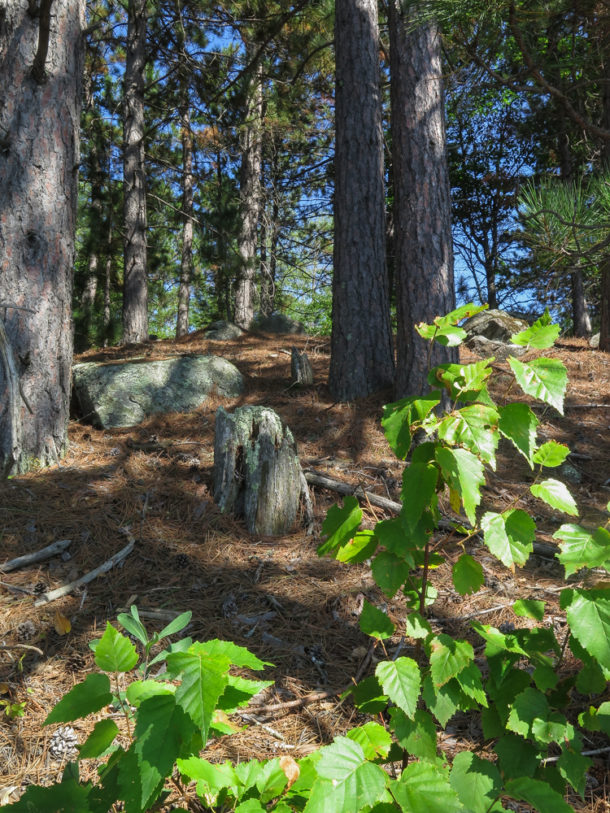 Voyageurs National Park, Voyageurs National Park: Northern Exploresure-Part 2