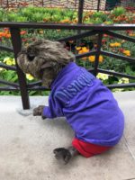 Disneyland-spirit-jersey-guide-potion-purple-pet-jersey-modeled