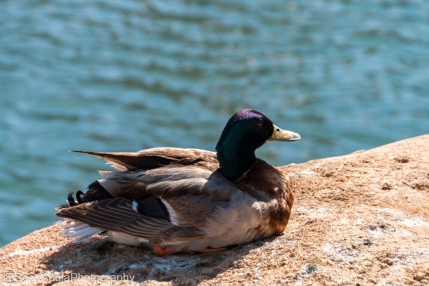 Disneyland Spring Break, Disneyland Resort Spring Update – Fox in the Mouse House