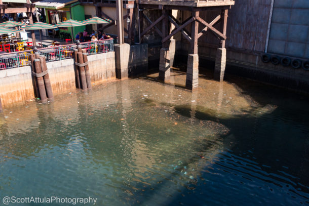 Disneyland Spring Break, Disneyland Resort Spring Update – Fox in the Mouse House