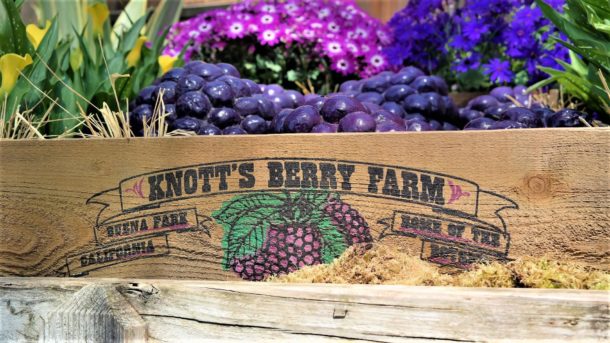 Knott's Boysenberry Festival, Have a Berry Good Time at Knott&#8217;s Boysenberry Festival