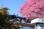 Disneyland-IMG_1641
