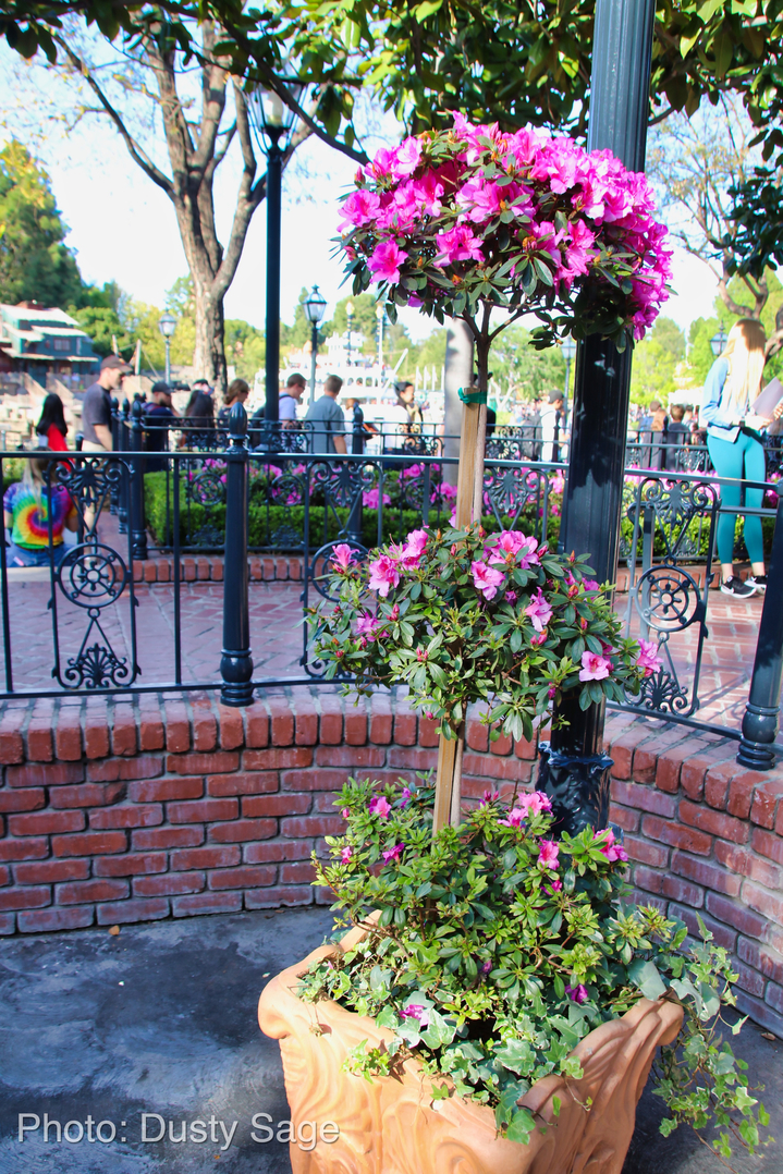 , Disneyland Update – New Star Wars Details, Stardust Expands, Springtime in the Parks