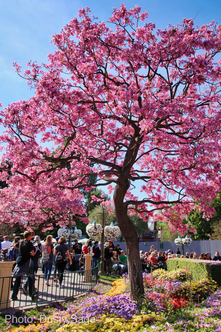 , Disneyland Update – New Star Wars Details, Stardust Expands, Springtime in the Parks