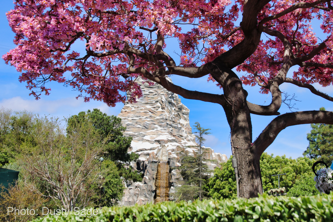 , Disneyland Update – New Star Wars Details, Stardust Expands, Springtime in the Parks