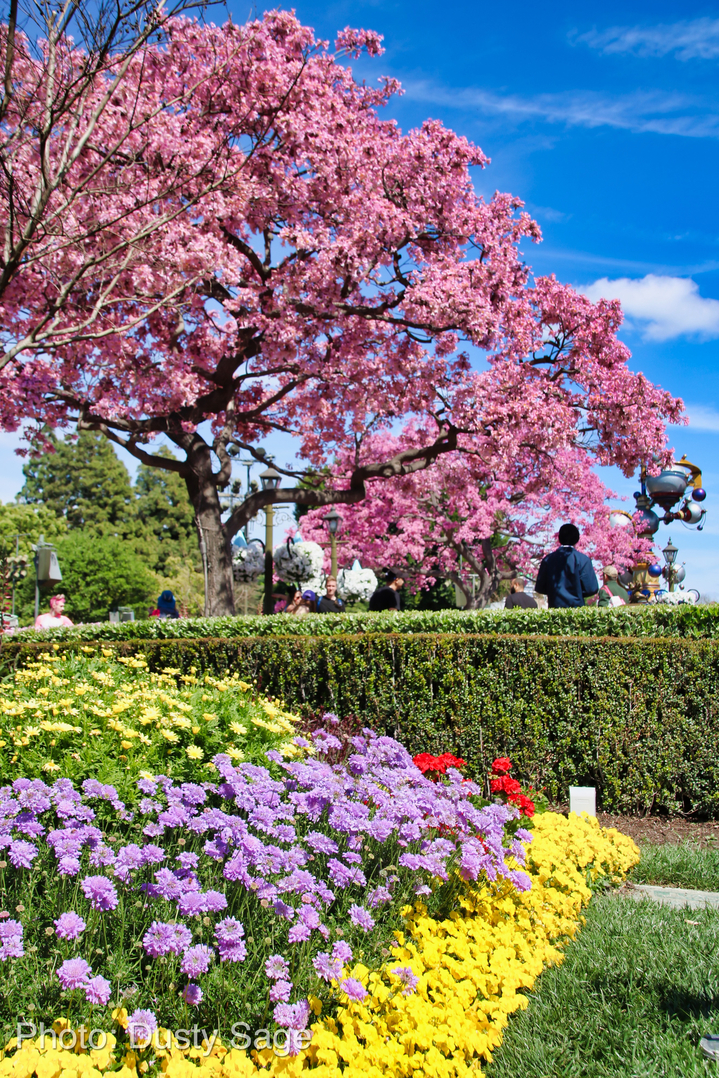 , Disneyland Update – New Star Wars Details, Stardust Expands, Springtime in the Parks