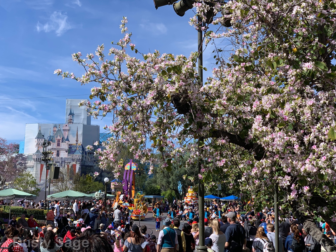 , Disneyland Update – It’s a Wall World