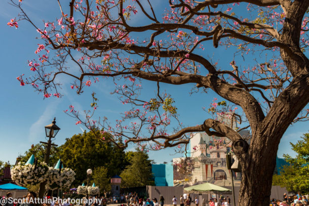 , Disneyland Update – Wow, Wow, Wow Weekend For Disneyland