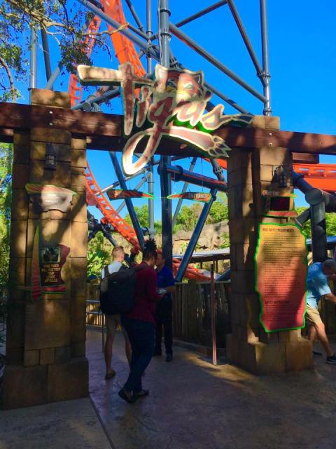Tigris Busch Gardens, Tigris Roars at Busch Gardens Tampa