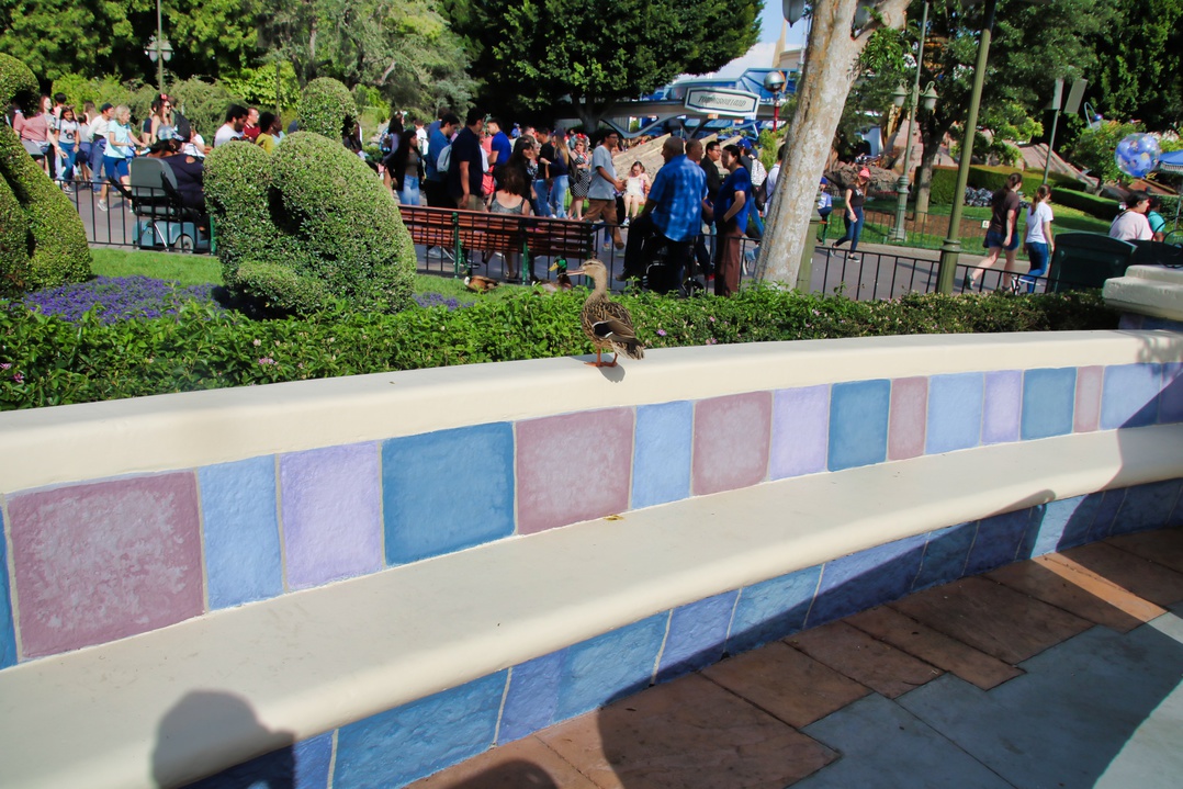 , Disneyland Update &#8211; Announcement Overload Therapy