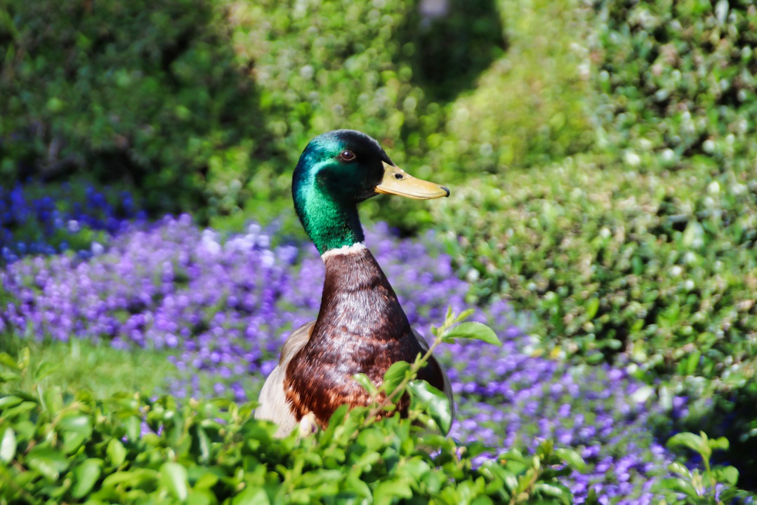 , Disneyland Update – Announcement Overload Therapy