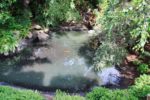 Castle-Moat-Fish