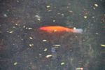 Castle-Moat-Fish-2