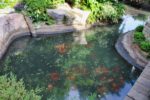 Castle-Moat-Fish-3