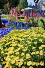 Hub-Flowers-5
