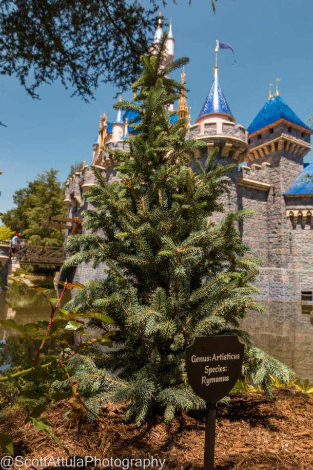 Project Stardust Complete, Disneyland Update: And Then They Were DONE!
