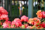 IMG_1866