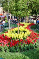Town-Square-Flowers-2
