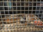 Galaxys-edge-creature-stall-Loth-cat-in-cage