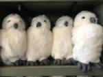 Universal-Studios-Wizarding-Hedwig-puppet