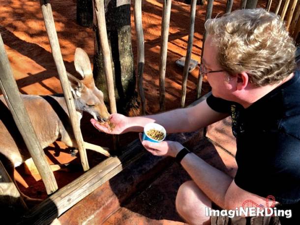 feeding a kangaroo at kangallom at busch gardens tampa