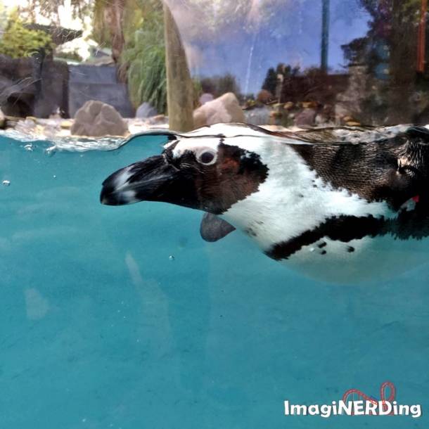 African Penguin at Busch Gardens Tampa