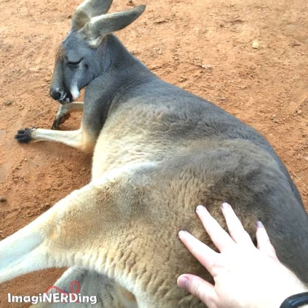 touching a kangaroo at kangaroos at busch gardens tampa