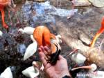feeding-flamingos-busch-gardens-tampa-01