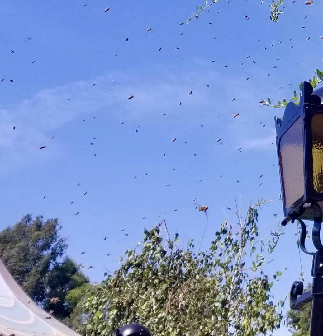 , Disneyland Update: Pumpkins, Crowds & Bees Buzz Into Disneyland