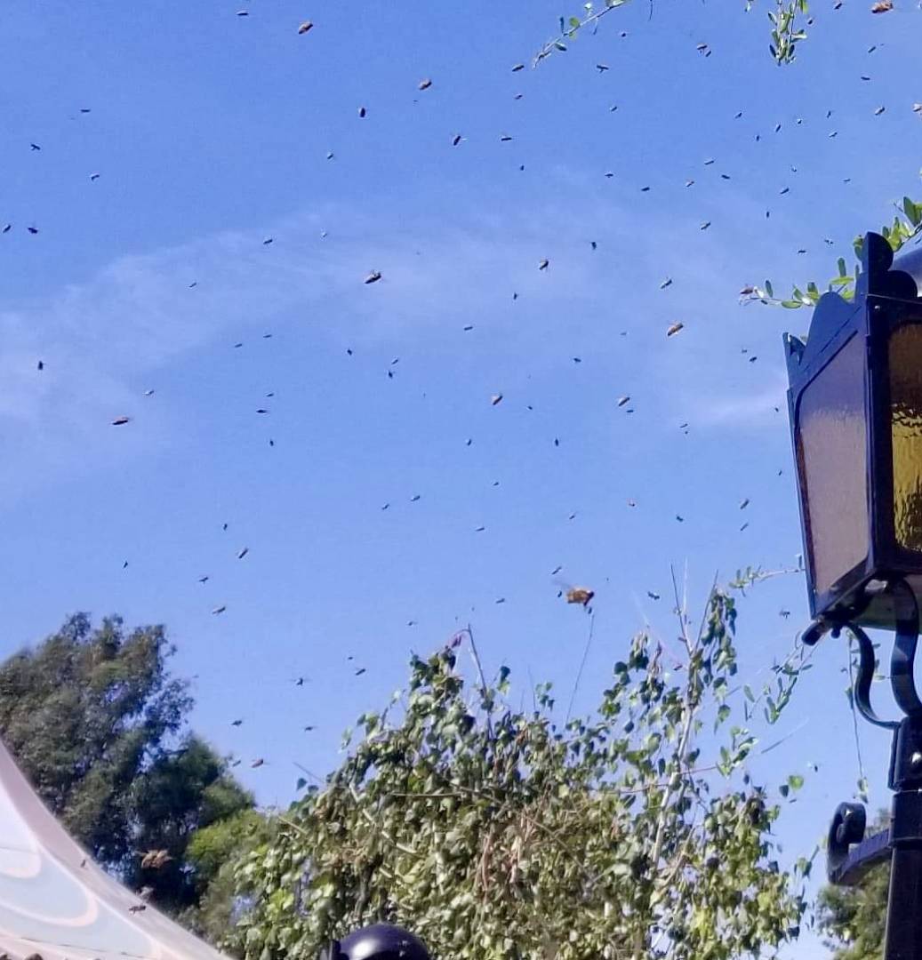 , Disneyland Update: Pumpkins, Crowds &#038; Bees Buzz Into Disneyland