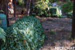 , Disneyland Update: Pumpkins, Crowds & Bees Buzz Into Disneyland