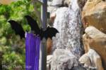 Disneyland-News-DCA-Halloween-Bat-2