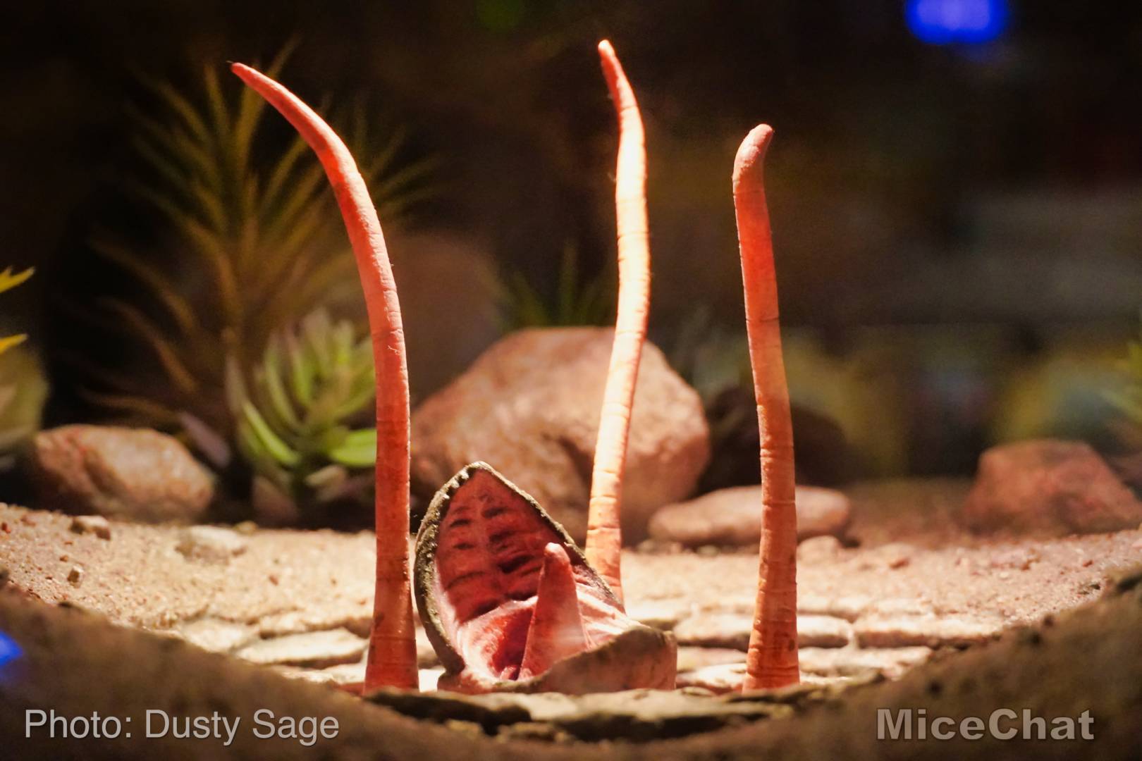 , Disneyland Update – Rocks Roll & Halloween Gold