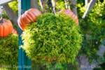 Disneyland-News-DTD-Halloween-Pumpkin-Hanging Basket