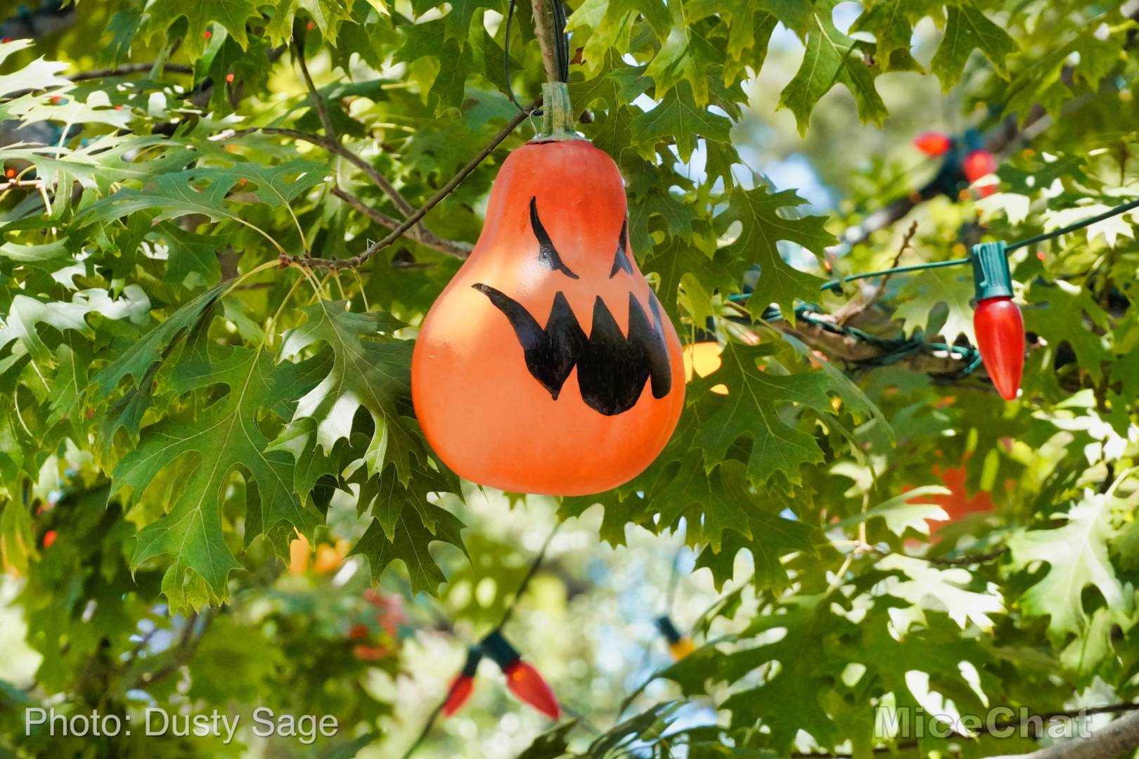 , Disneyland Update &#8211; Halloween Screams Into Disneyland