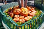 News-Downtown-Disney-Pumpkins-1