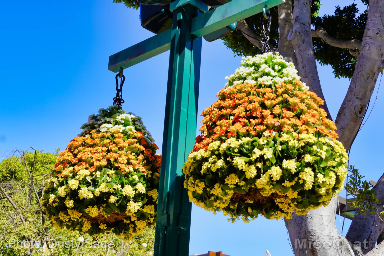, Disneyland Update – Halloween Screams Into Disneyland