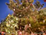 Disneyland-News-Christmas-Grizzly-Airfield-Trees-Out-2