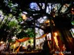 Disneyland-News-Star-Wars-Savis-Wishing-Tree