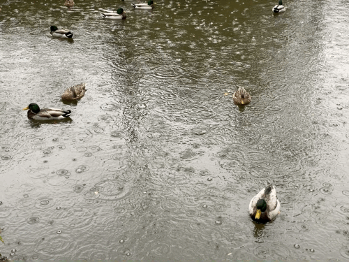 Disneyland Update, Disneyland Update – Glory, Disappointment, and Rainy Days