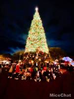Disneyland-News-2-Tree-Lights-2