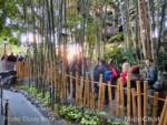 Disneyland-News-Crowds-Adventureland-Indy-1