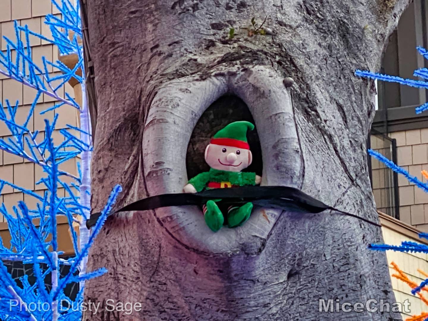 , Disneyland Update – Candlelight, Candy Canes & Resistance Rising!