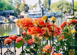 Would a Disneyland Rose by Any Other Name Smell as Sweet?